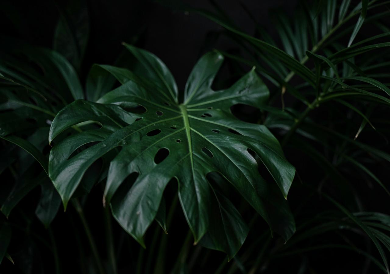Deep green tropical leaves